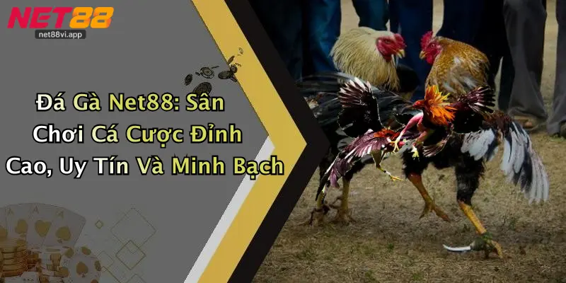 Đá Gà Net88: Sân Chơi Cá Cược Đỉnh Cao, Uy Tín Và Minh Bạch